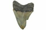 Serrated, Fossil Megalodon Tooth - North Carolina #295237-1